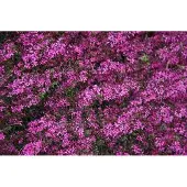 GRDplanten 6x Kattenstaart - Lythrum virg. 'Rose Queen' | 9x9 cm pot
