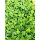 GRDplanten 6x Funkia - Hosta hybr. 'Purple Heart' | 9x9 cm pot