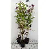 GRDplanten 6x Leverkruid - Eupatorium dub. Baby Joe' | 9x9 cm pot
