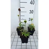 GRDplanten 6x Zonnehoed - Echinacea purp. Avalanche' | pot 9 x 9 cm