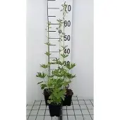 GRDplanten 6x Ridderspoor - Delphinium (b) 'Cliveden Beauty' | 9x9 cm pot