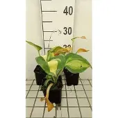 GRDplanten 6x Funkia - Hosta sieb. 'Great Expectations' | 9x9 cm pot