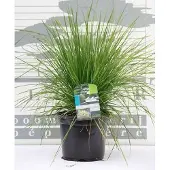 GRDplanten 6x Ruwe smele - Deschampsia cesp. 'Goldtau' | 9x9 cm pot