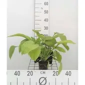 GRDplanten 6x Smeerwortel - Symphytum grandifl. 'Wisley Blue' | 9x9 cm pot