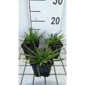 GRDplanten 6x Afrikaanse lelie - Agapanthus hybr. 'Peter Pan' | 9x9 cm pot