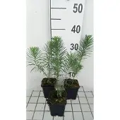GRDplanten 6x Wolfsmelk - Euphorbia cyp. 'Betten' | 9x9 cm pot
