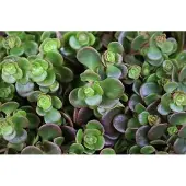 GRDplanten 6x Sedum 'Makinoi'