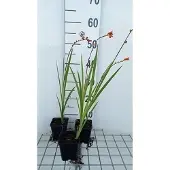 GRDplanten 6x Montbretia - Crocosmia hybr. 'Red King' | 9x9 cm pot