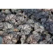 GRDplanten 6x Damastbloem - Heuchera hybr. 'Cinnabar Silver' | 9x9 cm pot
