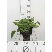 GRDplanten 6x Smeerwortel - Symphytum grandiflorum | 9x9 cm pot