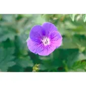 GRDplanten 6x Ooievaarsbek - Geranium himalayense (grandiflorum) | 9x9 cm pot