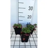 GRDplanten 6x Bosaardbei - Fragaria (a) 'Lipstick' | 9x9 cm pot