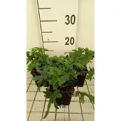 GRDplanten 6x Perzische muts - Tiarella hybr. 'Skeleton Key' | 9x9 cm pot