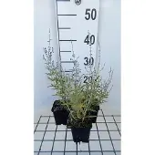 GRDplanten 6x Blauwspirea - Perovskia atripl. 'Blue Jean Baby' | 9x9 cm pot