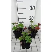 GRDplanten 6x Ooievaarsbek - Geranium prat. 'Else Lacey' | 9x9 cm pot