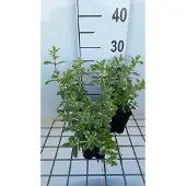 GRDplanten 6x Witte munt - Mentha rotund. 'Variegata' | 9x9 cm pot