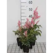 GRDplanten 6x Prachtspirea - Astilbe (a) 'Fanal' | 9x9 cm pot