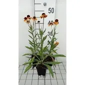 GRDplanten 6x Zonnekruid - Helenium hybr. 'Carmen' | 9x9 cm pot