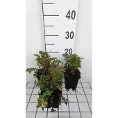 GRDplanten 6x Sanguisorba - Sanguisorba 'Proud Mary' | 9x9 cm pot