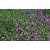 GRDplanten 6x Kattenstaart - Lythrum sal. 'Lady Sackville' | 9x9 cm pot