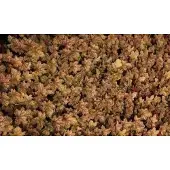 GRDplanten 6x Purperklokje - Heuchera hybr. 'Ginger Ale' | 9x9 cm pot