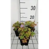 GRDplanten 6x Ooievaarsbek - Geranium wall. 'Lilac Ice' | 9x9 cm pot