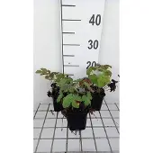 GRDplanten 6x Ooievaarsbek - Geranium hybr. 'Chantilly' | 9x9 cm pot