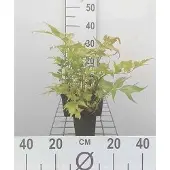 GRDplanten 6 x *Cyrtomium falcatum* (ook bekend als *polystichum falc.*) - Boogvormige sikkelvaren - Pot van 9 x 9 cm