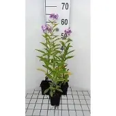 GRDplanten 6x Vlambloem - Phlox (p) 'Uspech' | 9x9 cm pot