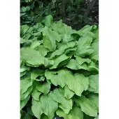 GRDplanten 6x Funkia - Hosta hybr. 'Honeybells' | 9x9 cm pot