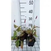 GRDplanten 6x Duizenknoop - Persicaria ampl. 'Anne's Choice' | 9x9 cm pot