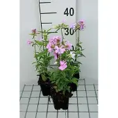 GRDplanten 6x Zeepkruid - Saponaria off. 'Rosea Plena' | 9x9 cm pot