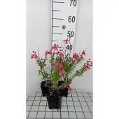 GRDplanten 6x Struiksalie - Salvia greggii 'Lipstick' | 9x9 cm pot