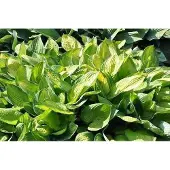 GRDplanten 6x Hartlelie - Hosta hybr. 'Gold Standard' | 9x9 cm pot