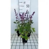 GRDplanten 6x Salie - Salvia vert. 'Endless Love' | 9x9 cm pot