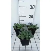 GRDplanten 6x Kruisdistel - Eryngium variifolium | 9x9 cm pot
