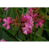 GRDplanten 6x Koekoeksbloem - Lychnis visc. 'Splendens' | 9x9 cm pot