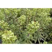 GRDplanten 6x Wolfsmelk - Euphorbia hybr. Ascot Rainbow' | 9x9 cm pot