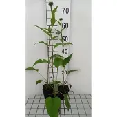 GRDplanten 6x Zonnehoed - Echinacea purp. Summer Cocktail' | 9x9 cm pot
