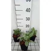 GRDplanten 6x Koekoeksbloem - Lychnis coronaria | 9x9 cm pot