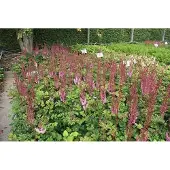 GRDplanten 6x Pluimspirea - Astilbe chin. 'Purpurlanze' | 9x9 cm pot