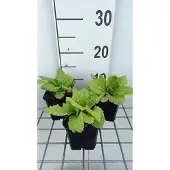 GRDplanten 6x Sleutelbloem - Primula jap. 'Apple Blossom' | 9x9 cm pot