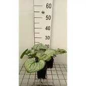 GRDplanten 6x Kaukasische vergeet-mij-nietje - Brunnera macr. 'Silver Heart' | 9x9 cm pot