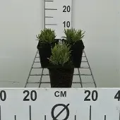 GRDplanten 6x Lavandel - Lavandula ang. 'Dwarf Blue' | 9x9 cm pot