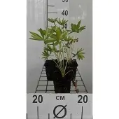GRDplanten 6x Lupine - Lupinus hybr. 'Gallery Blue' | 9x9 cm pot