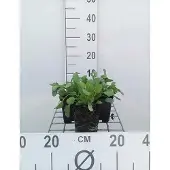 GRDplanten 6x Margriet - Leucanthemum vulgare (chrysanth. leucanth.) | 9x9 cm pot