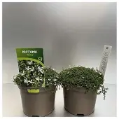 GRDplanten 6x Isotoma - Isotoma fluviatilis 'Alba' ('white') | 9x9 cm pot