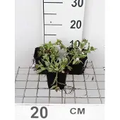 GRDplanten 6x Pulmonaria - Pulmonaria hybr. 'Opal' | 9x9 cm pot