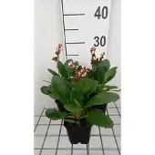 GRDplanten 6x Schoenlappersplant - Bergenia hybr. 'Dragonfly Angel Kiss' | 9x9 cm pot