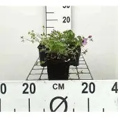 GRDplanten 6x Ooievaarsbek - Geranium cin. 'Ballerina' | 9x9 cm pot